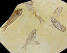 Fossil Fish (Knightia) Plate - Green River Formation #119490-1